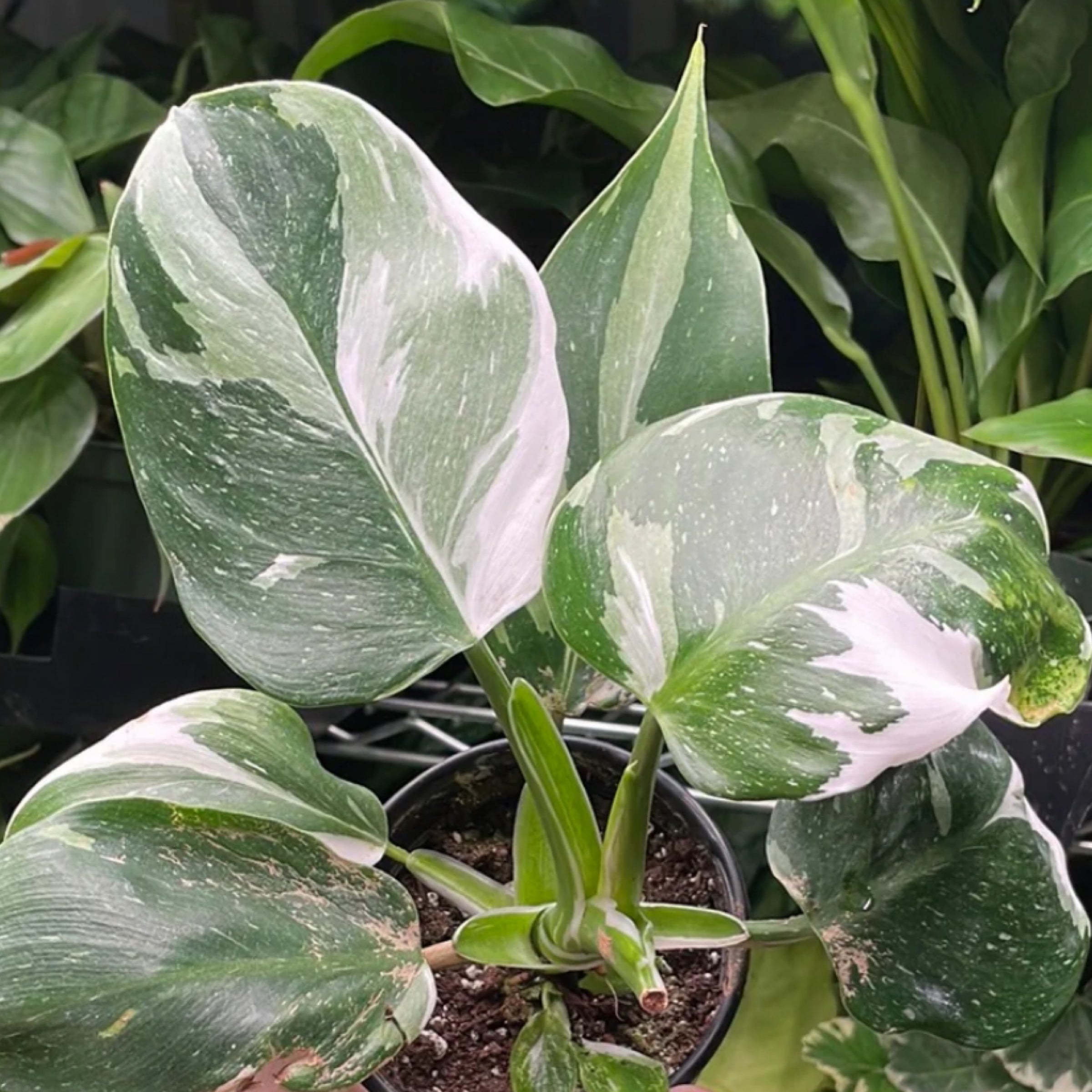 Philodendron Punctata | Root 31