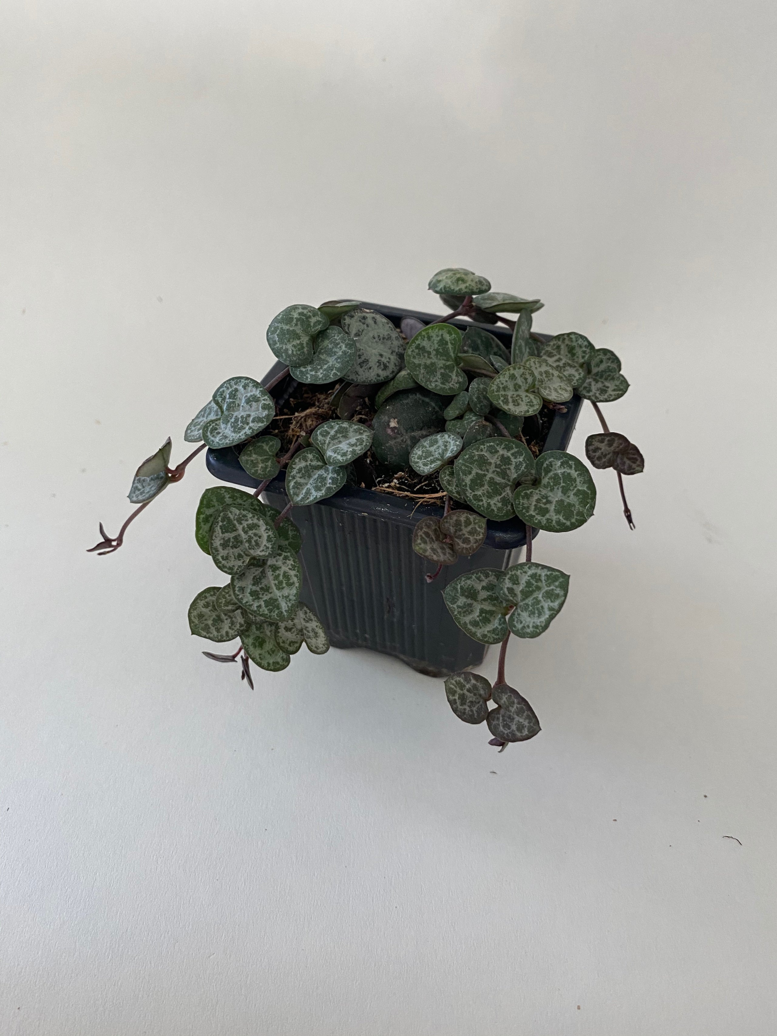 String of Hearts Root 31